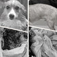 🔥Nyårsrea 50% RABATT🐕Mjuk, absorberande och snabbtorkande badrock för hundar