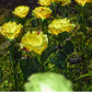 🌞 Solcellsdriven 🌹 rosformad marklampa