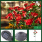 🌞 Solcellsdriven 🌹 rosformad marklampa