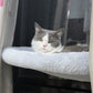 🐱 Hängmatta för katter som går att fälla ihop🛏️, med sugkoppar✨