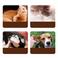 🐱🐶Öronrengöring med tea tree-olja för katter och hundar | Mild • Effektiv • Lindrar klåda